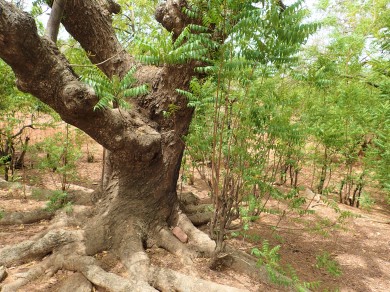 Kim's View near Nadiagou, Burkina Faso