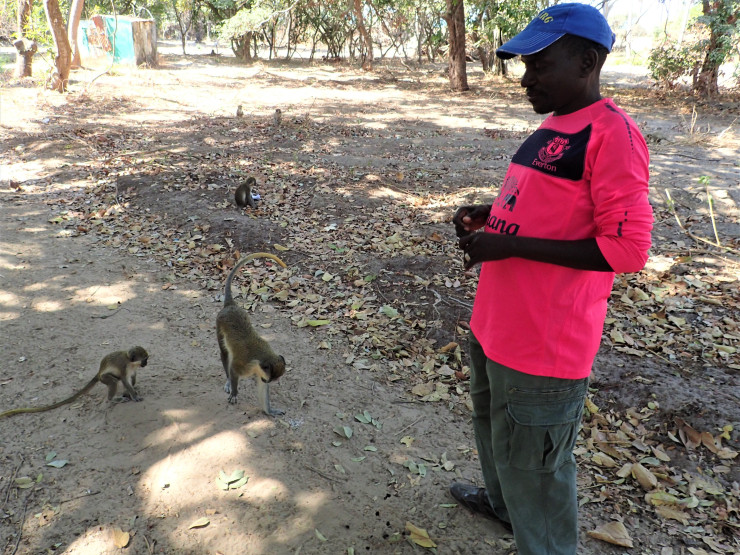 Professional bird guide Masa in Bijilo Forest "Monkey Park" in Serekunda, Gambia