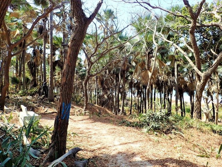 Kim's View in Bijilo Forest Park in Serekunda, Gambia