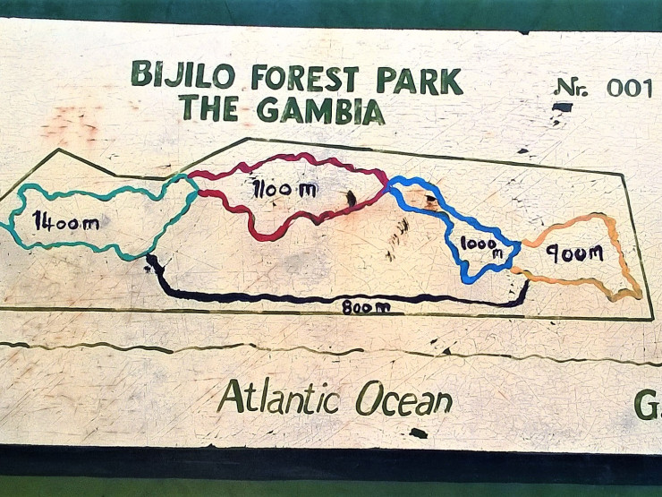 Bijilo Forest "Monkey Park" in Serekunda, Gambia