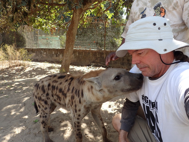 "Ummm, this is my first hyena kiss, so ... no tongues ok?" Abuko Nature Reserve near Banjul, Gambia