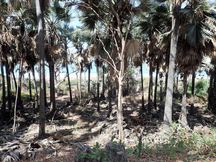 Kim's View in Bijilo Forest Park in Serekunda, Gambia