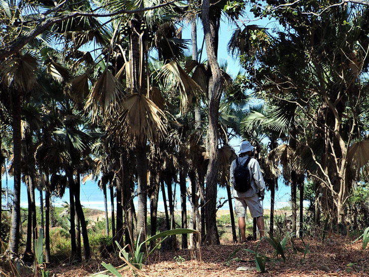 Kim's View in Bijilo Forest Park in Serekunda, Gambia
