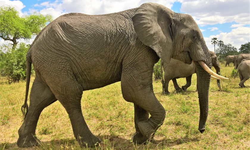 Tarangire National Park, Tanzania