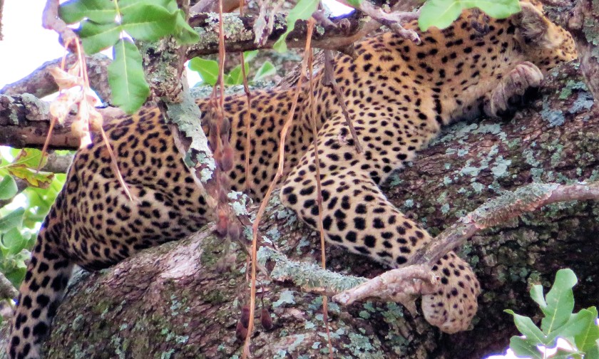Serengeti National Park, Tanzania
