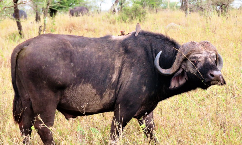 Serengeti National Park, Tanzania