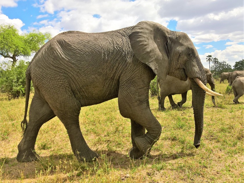 Tarangire National Park, Tanzania