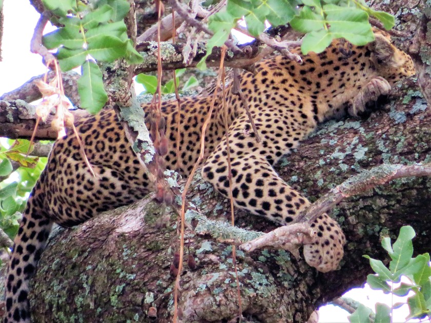 Serengeti National Park, Tanzania