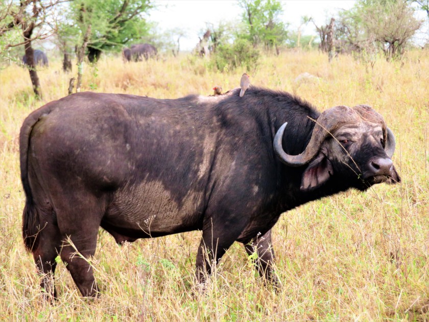 Serengeti National Park, Tanzania