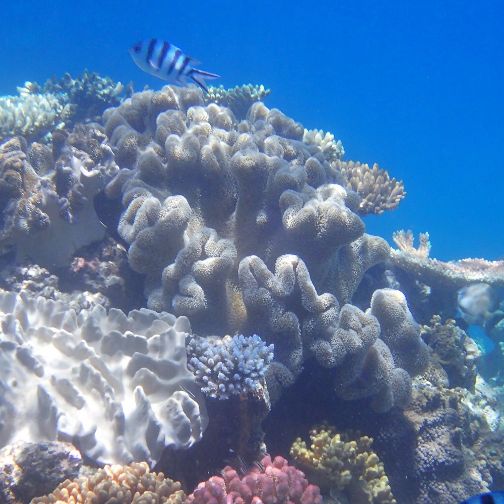 Great Barrier Reef 1