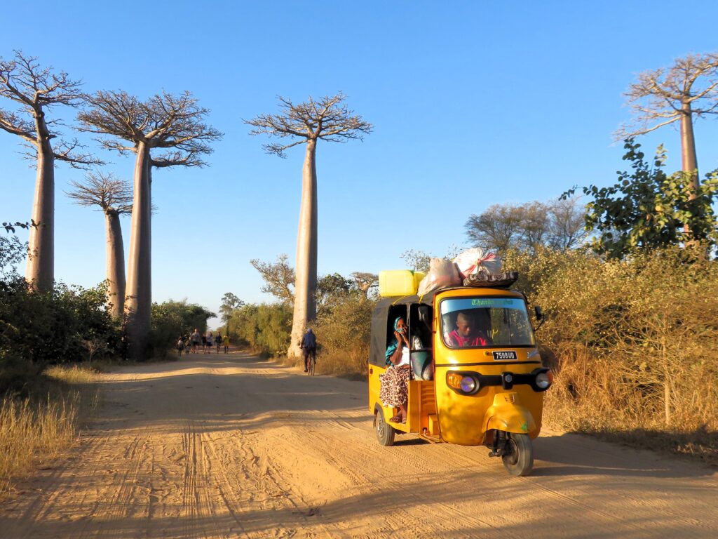 Allee Des Baobabs, Madagascar