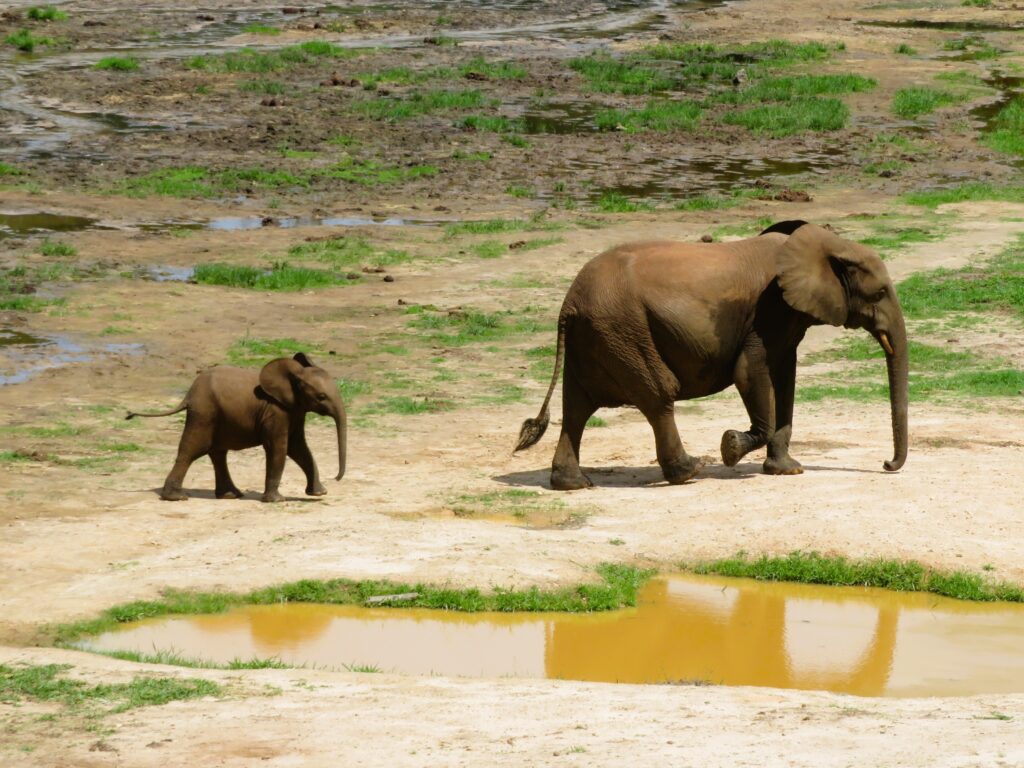 Dzanga Bai elephant sanctuary, Central African Republic