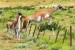 Guanacos in Torres Del Paine National Park, Chile