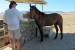 Hanging out with "Ruben" and his Namib Desert buddies near Aus, Namibia