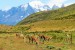 Guanacos in Torres Del Paine National Park, Chile